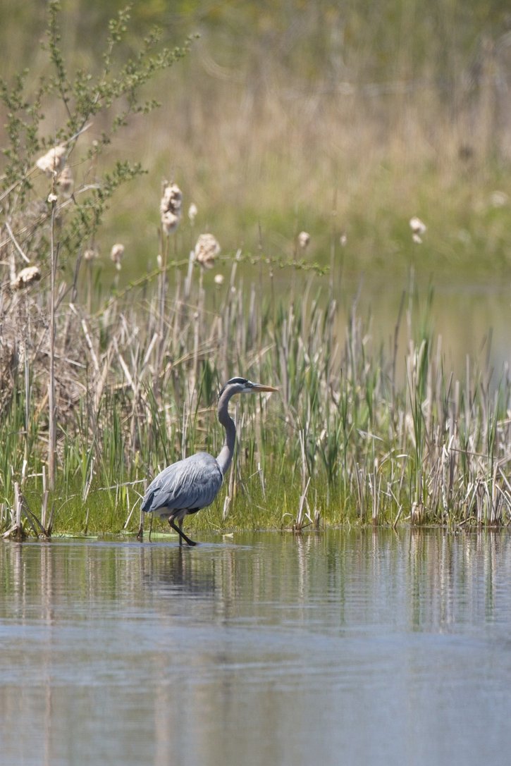 A great blue heron wading through shallow water in a marshland, surrounded by tall reeds and cattails with a soft blurred background of green and golden vegetation, its reflection visible in the calm water below.